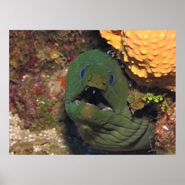 Mellow Moray Poster (Framsidan)