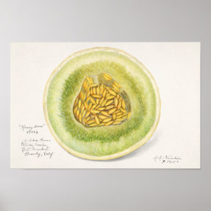 Melon (Cucumis Melo) Färgmålning för frukt Poster