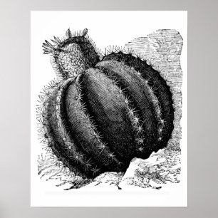 Melonkaktus Poster