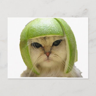 melonkatt vykort