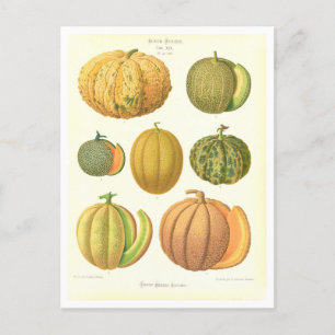Melons Botanical Illustration från Seed Catalog Vykort
