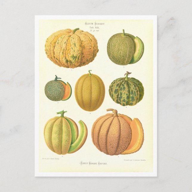 Melons Botanical Illustration från Seed Catalog Vykort (Framsida)