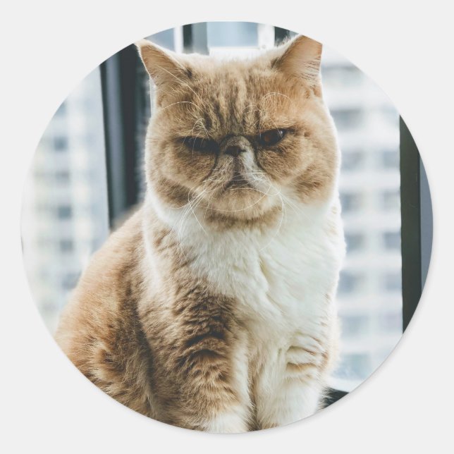 Meme Katt Runt Klistermärke (Framsida)