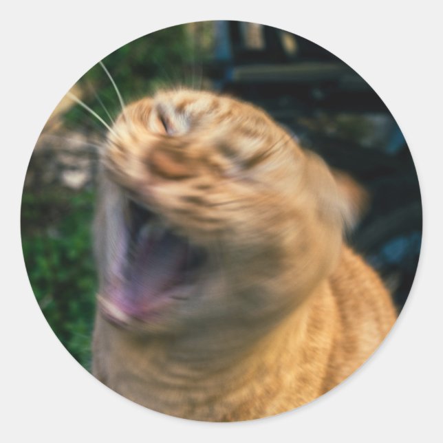 Memekatt Runt Klistermärke (Framsida)