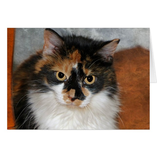 MeMeow Hälsningskort (Framsidan Horizontal)