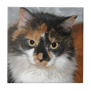 MeMeow Kakelplatta