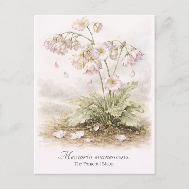 Memoria Evanescens – Den Glömska Blomman Botanisk Vykort (Framsida)