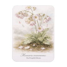 Memoria Evanescens – Den Glömska Blomman Botaniskt