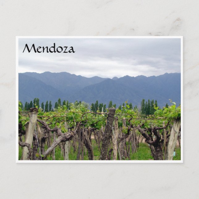 mendoza andes vins vykort (Framsida)