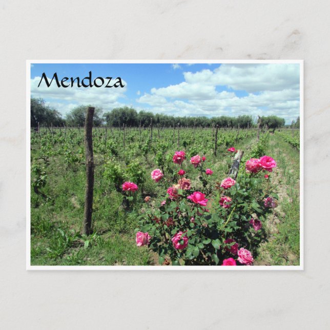 mendoza vin ro vykort (Framsida)