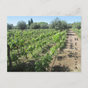 mendoza vineyard vykort