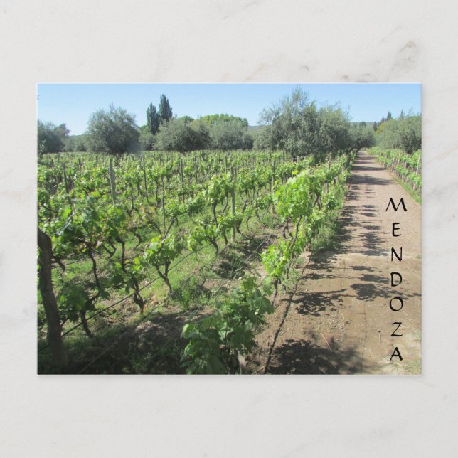 mendoza vineyard vykort (Framsida)