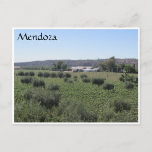 mendoza winery grönt vykort