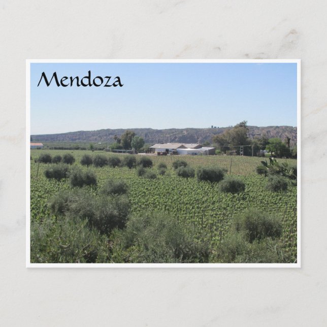 mendoza winery grönt vykort (Framsida)