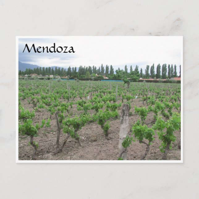 mendoza winery vykort (Framsida)