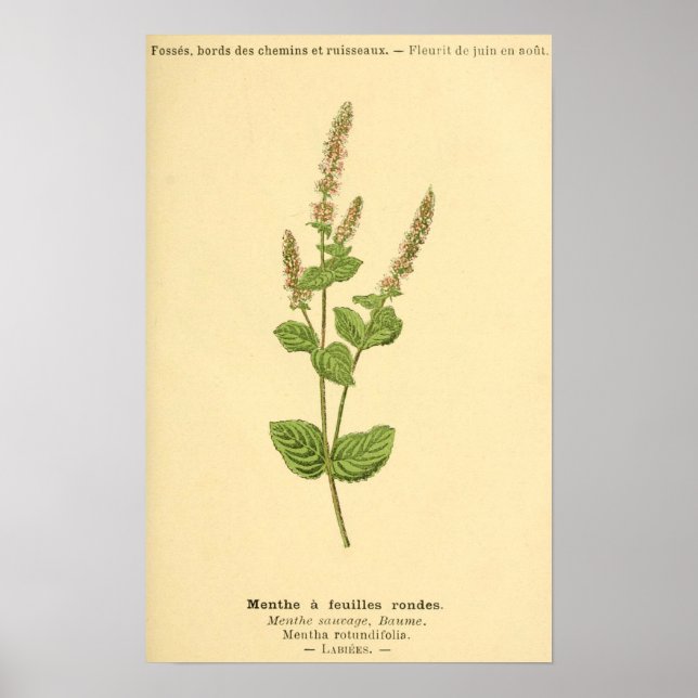 Menyn, Mint Plant Print Poster (Framsidan)