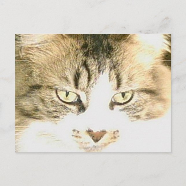 Meow Cats 14 vykort (Framsida)