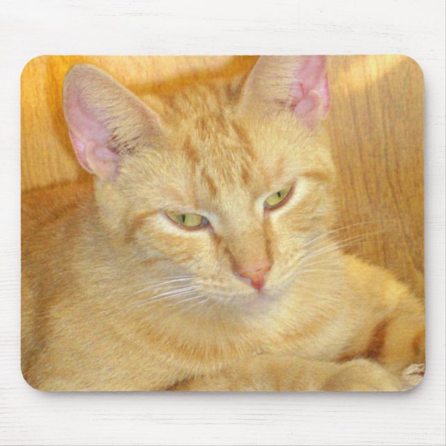 Meow Cats 15 Mousepad Musmatta (Framsidan)