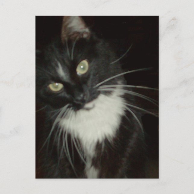 Meow Cats 16 vykort (Framsida)