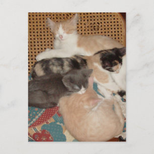 Meow Cats 29 vykort