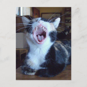 Meow Cats 30 vykort