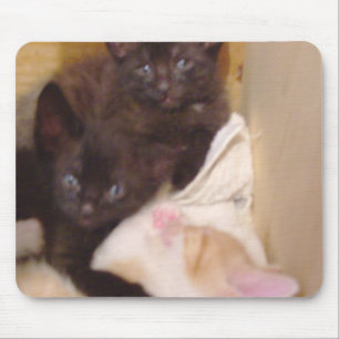 Meow Cats 38 Mousepad Musmatta