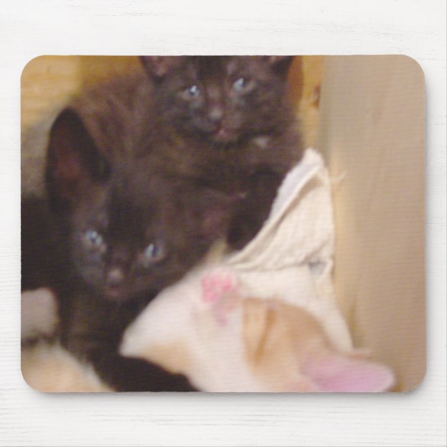 Meow Cats 38 Mousepad Musmatta (Framsidan)