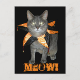 Meow Costume Cat Vykort
