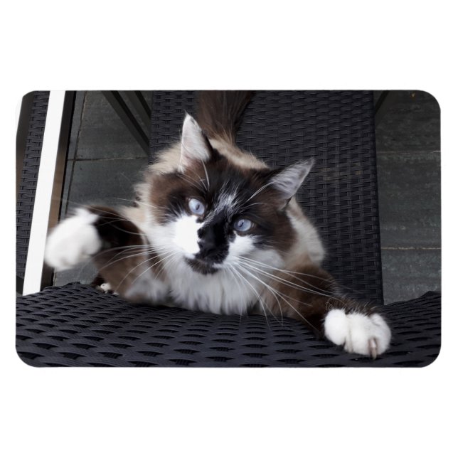 Meow! Magnet (Horisontell)