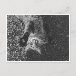 Meow Vykort