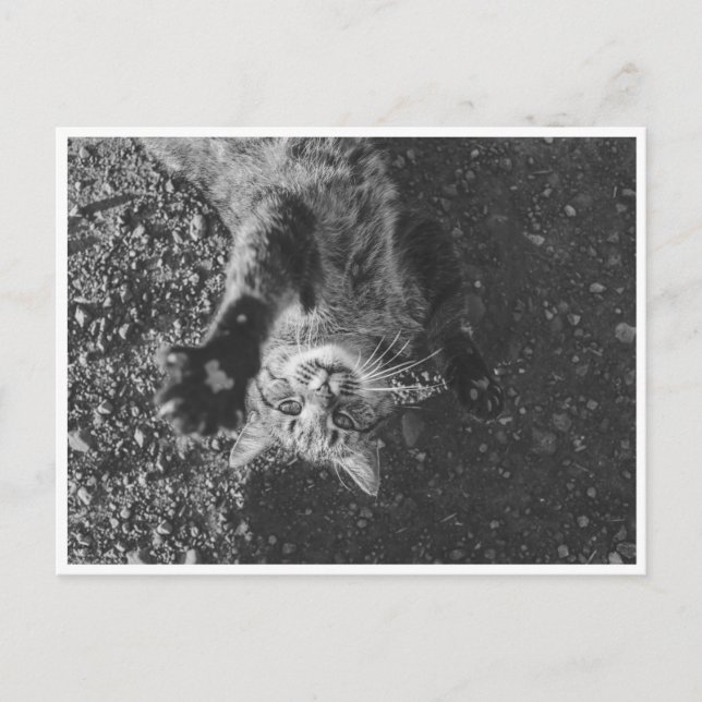 Meow Vykort (Framsida)