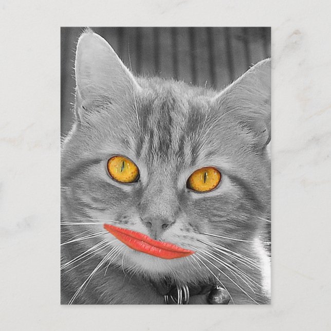 Meow Vykort (Framsida)