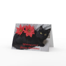 Meowy jul Black Cat Red Poinsettias Photo