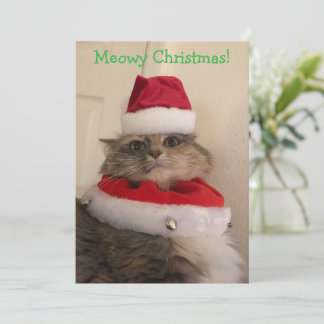 Meowy jul kort