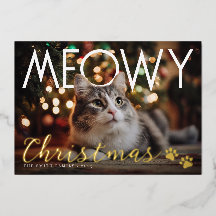 Meowy jul modern fotofirande