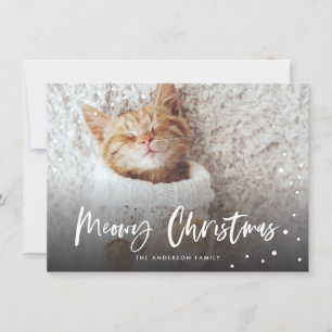 Meowy jul Snö Cat   Foto på sällskapsdjur