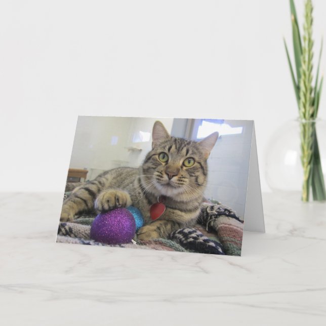 Meowy julkatt helgkort (Framsida)