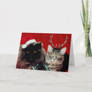 Meowy julkort helgkort