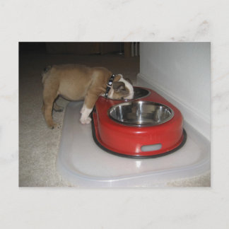 mer än du kan tugga vykort