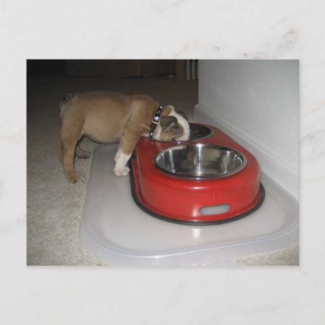 mer än du kan tugga vykort (Framsida)