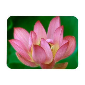 Mer än en Dream Magnet