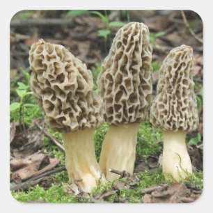 Mer Morels Fyrkantigt Klistermärke
