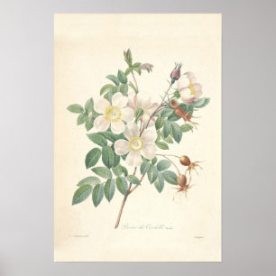 Mer rosier kanvastryck poster