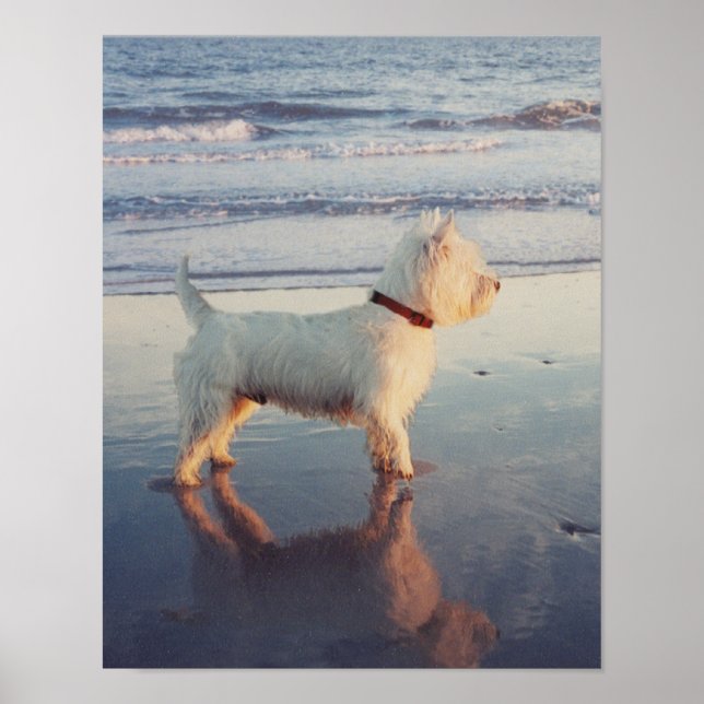 Mer tack! Westie Boll Affisch (Framsidan)