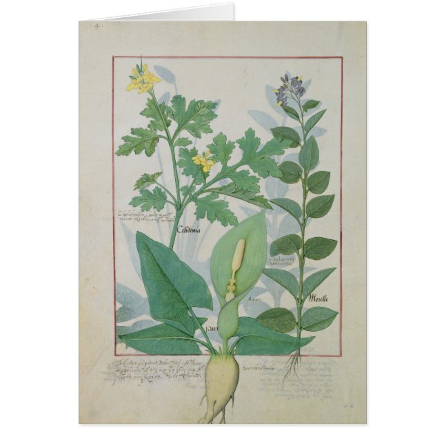 Mer underbar Celandine eller vallmo Hälsningskort (Framsidan)