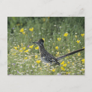Mer underbar Roadrunner, Geococcyxcalifornianus, Vykort