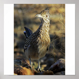 Mer underbar Roadrunner Poster