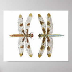 Merad par av 12 fläckade Skimmer Dragonflies Poster
