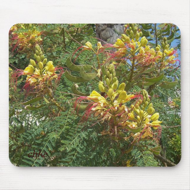 Merak Musmatta (Framsidan)