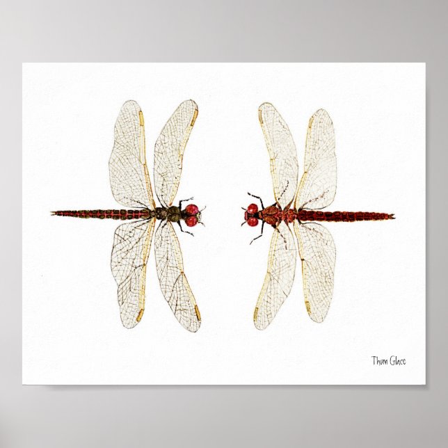 Merat par av vattenfärgen Variegated Meadowhawks Poster (Framsidan)